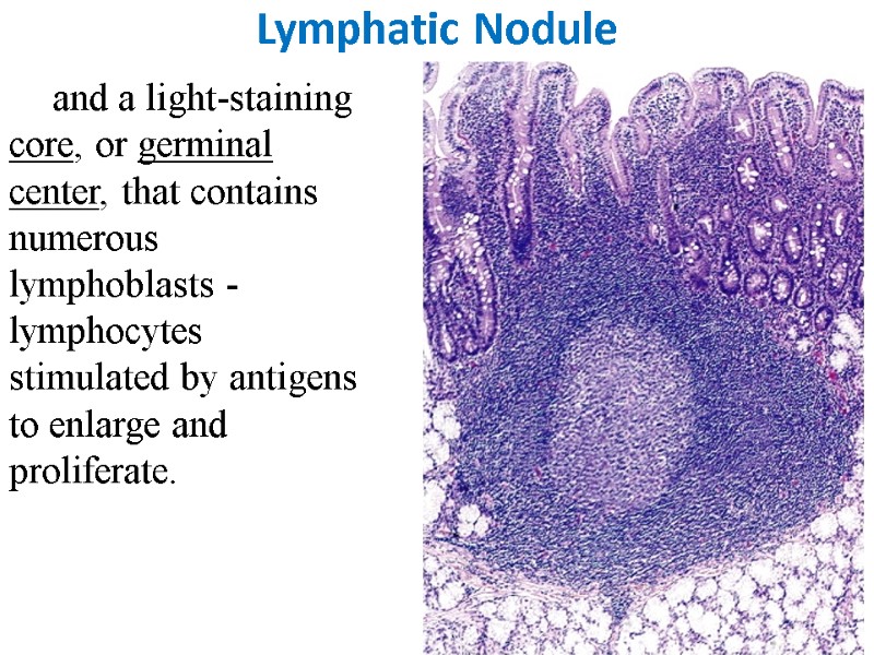 Lymphatic Nodule and a light-staining core, or germinal center, that contains numerous lymphoblasts -lymphocytes